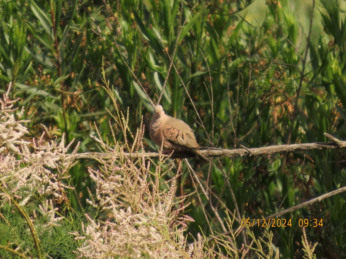 Common Ground Dove - ML618911279