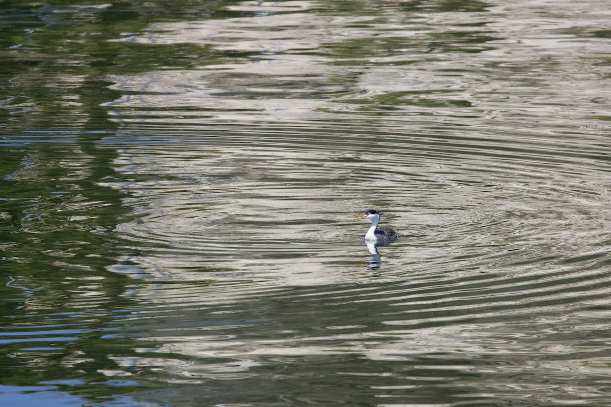 Clark's Grebe - Matthew Schreiner