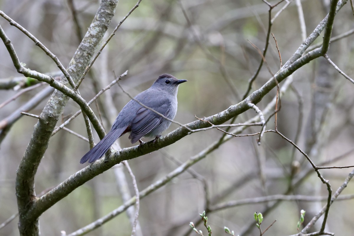 Gray Catbird - ML618911288