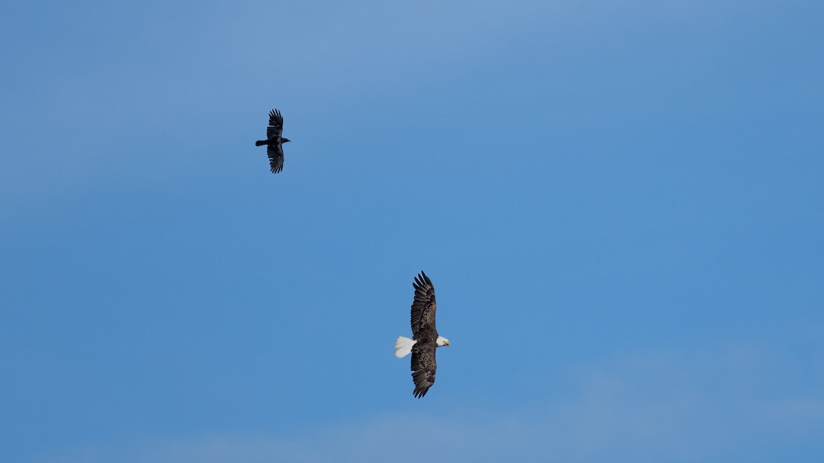 Bald Eagle - ML618911293