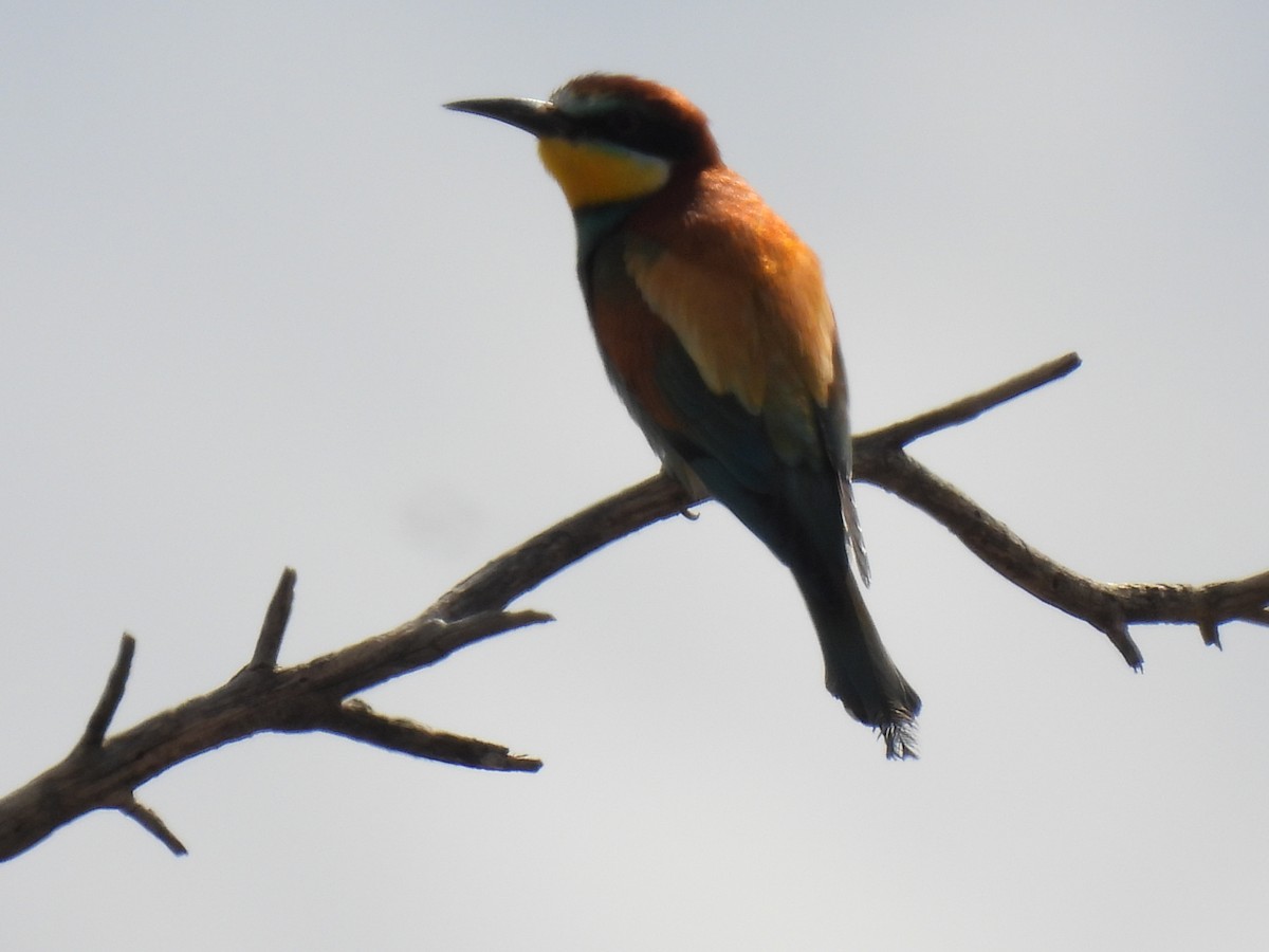 European Bee-eater - Miguel Ángel  Pardo Baeza