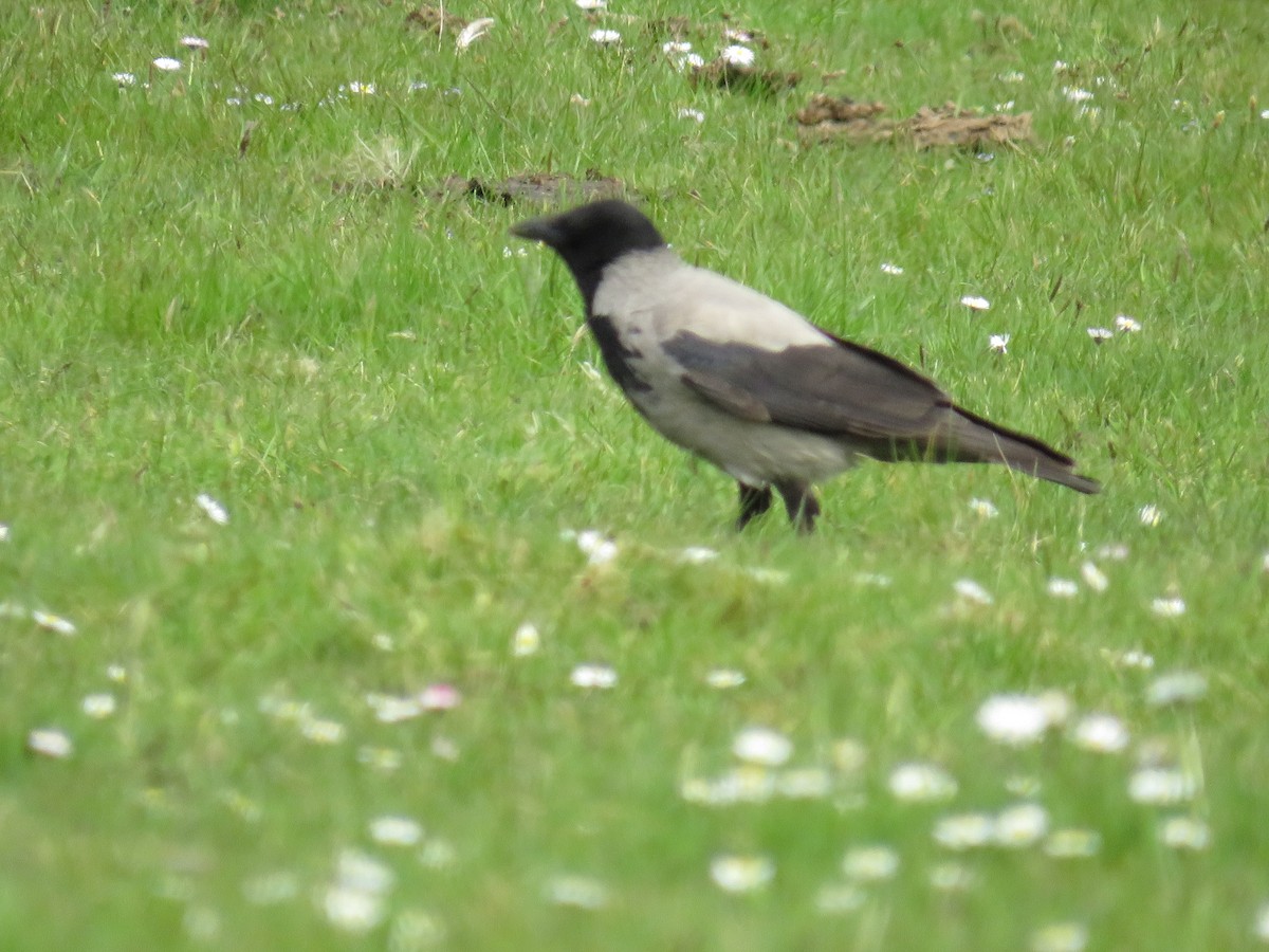 Hooded Crow - Sally Bergquist