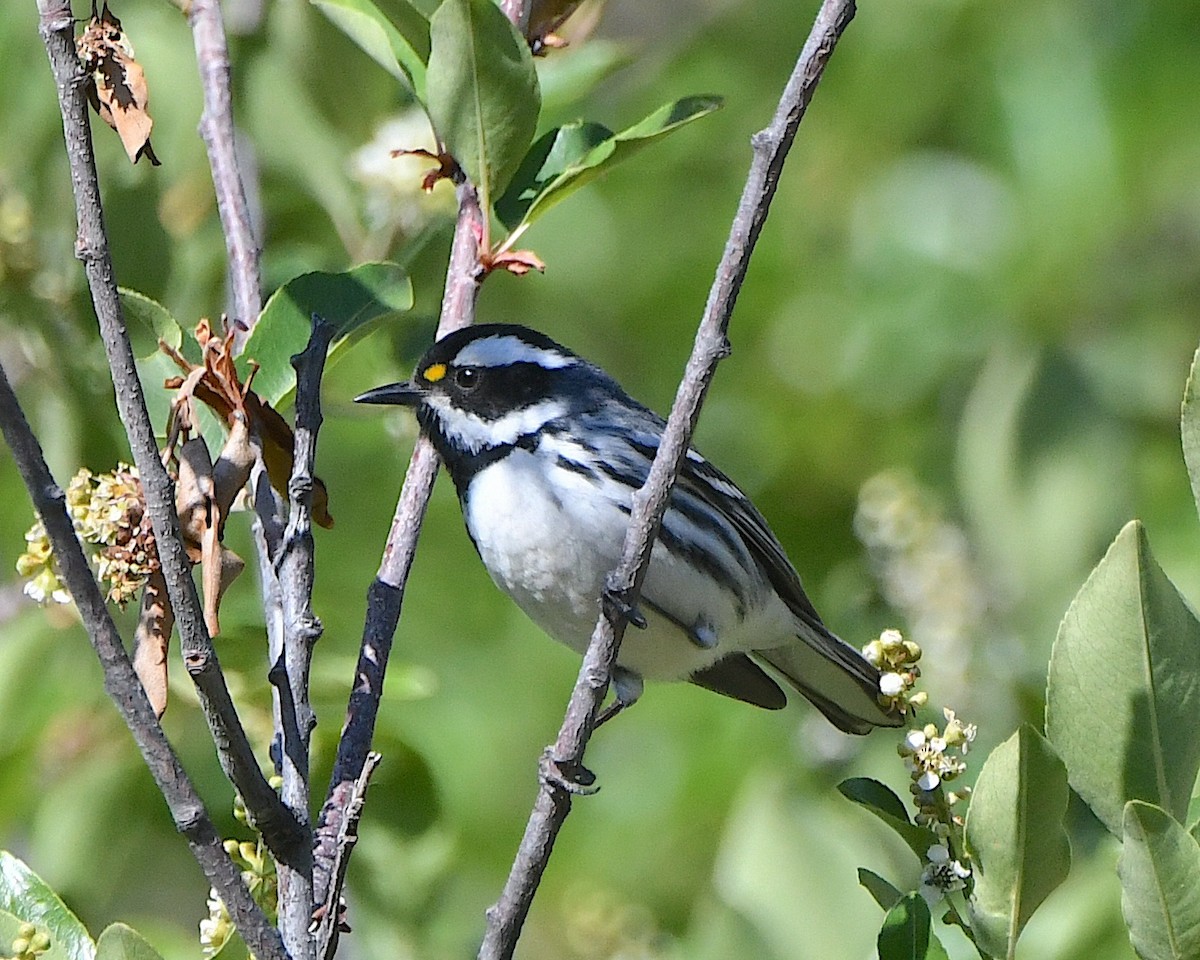 Black-throated Gray Warbler - Ted Wolff