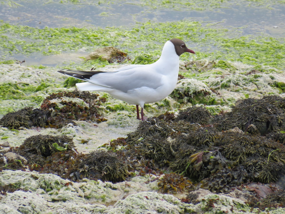 Black-headed Gull - Sally Bergquist