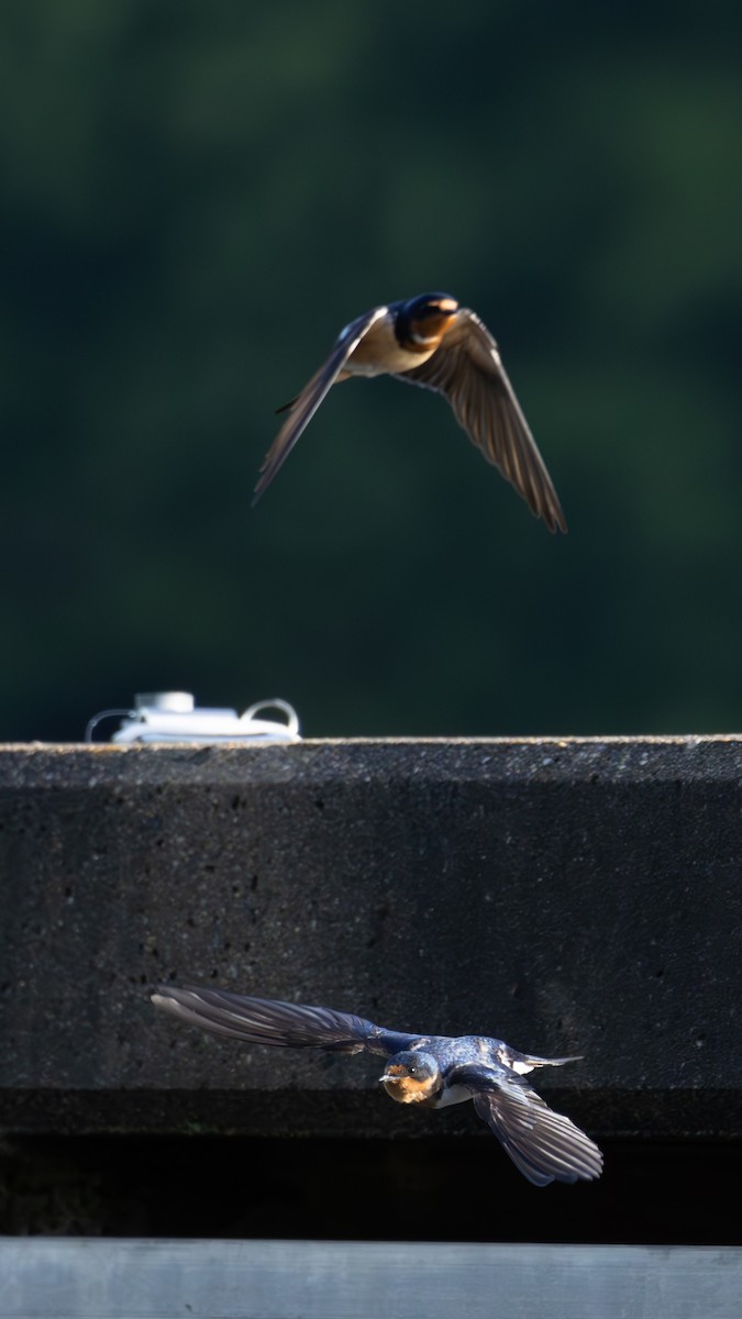 Barn Swallow - ML618911333