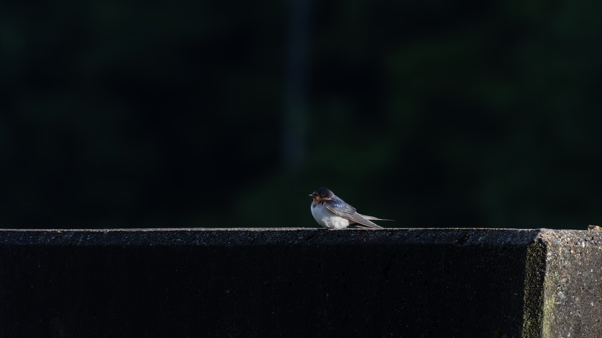 Barn Swallow - Mathew Gledhill