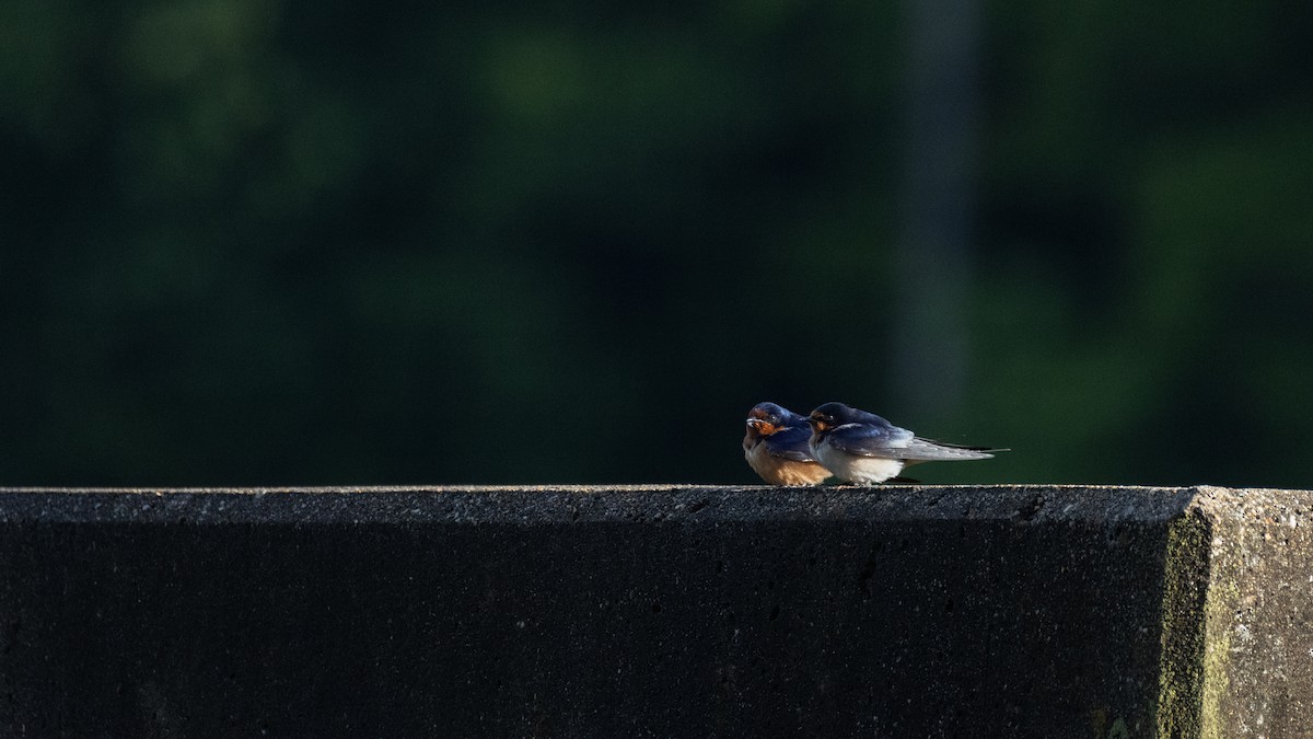 Barn Swallow - Mathew Gledhill