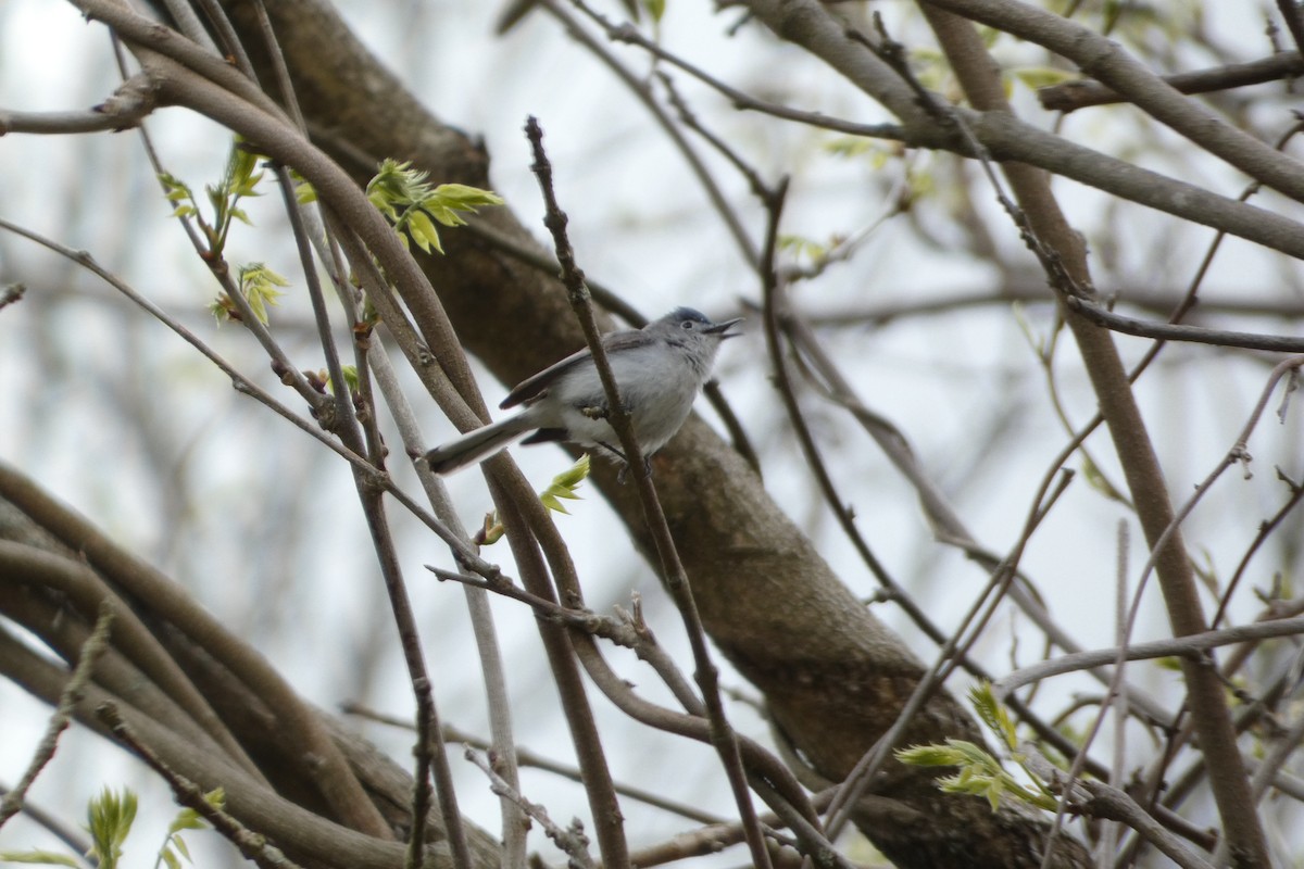 Blue-gray Gnatcatcher - Joseph Mahoney