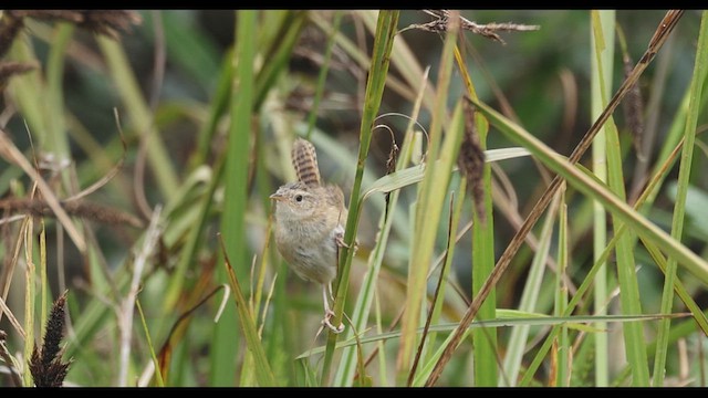 Grass Wren - ML618911360