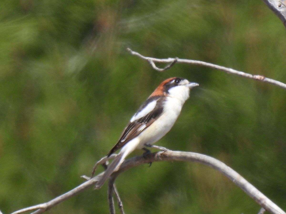 Woodchat Shrike - ML618911366