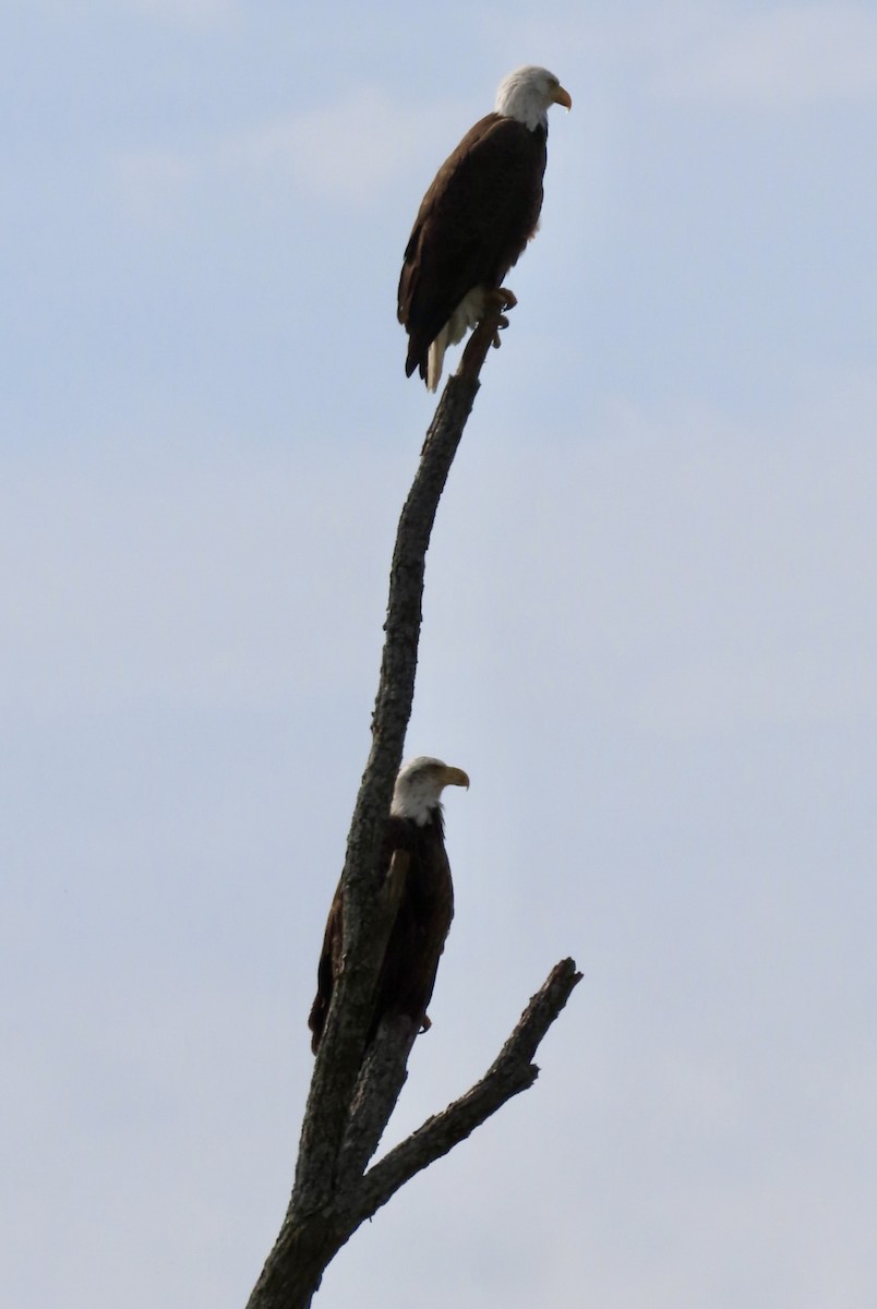 Bald Eagle - Micky Louis