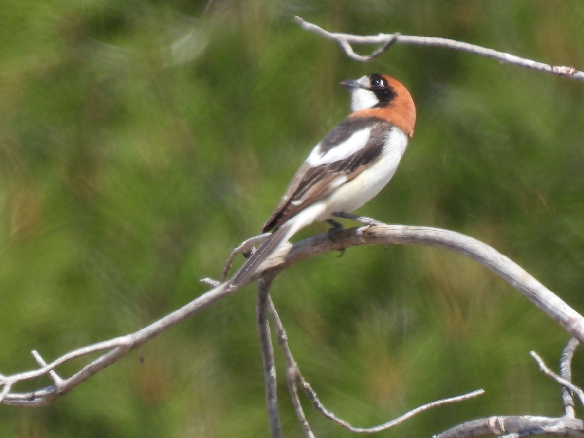 Woodchat Shrike - Miguel Ángel  Pardo Baeza