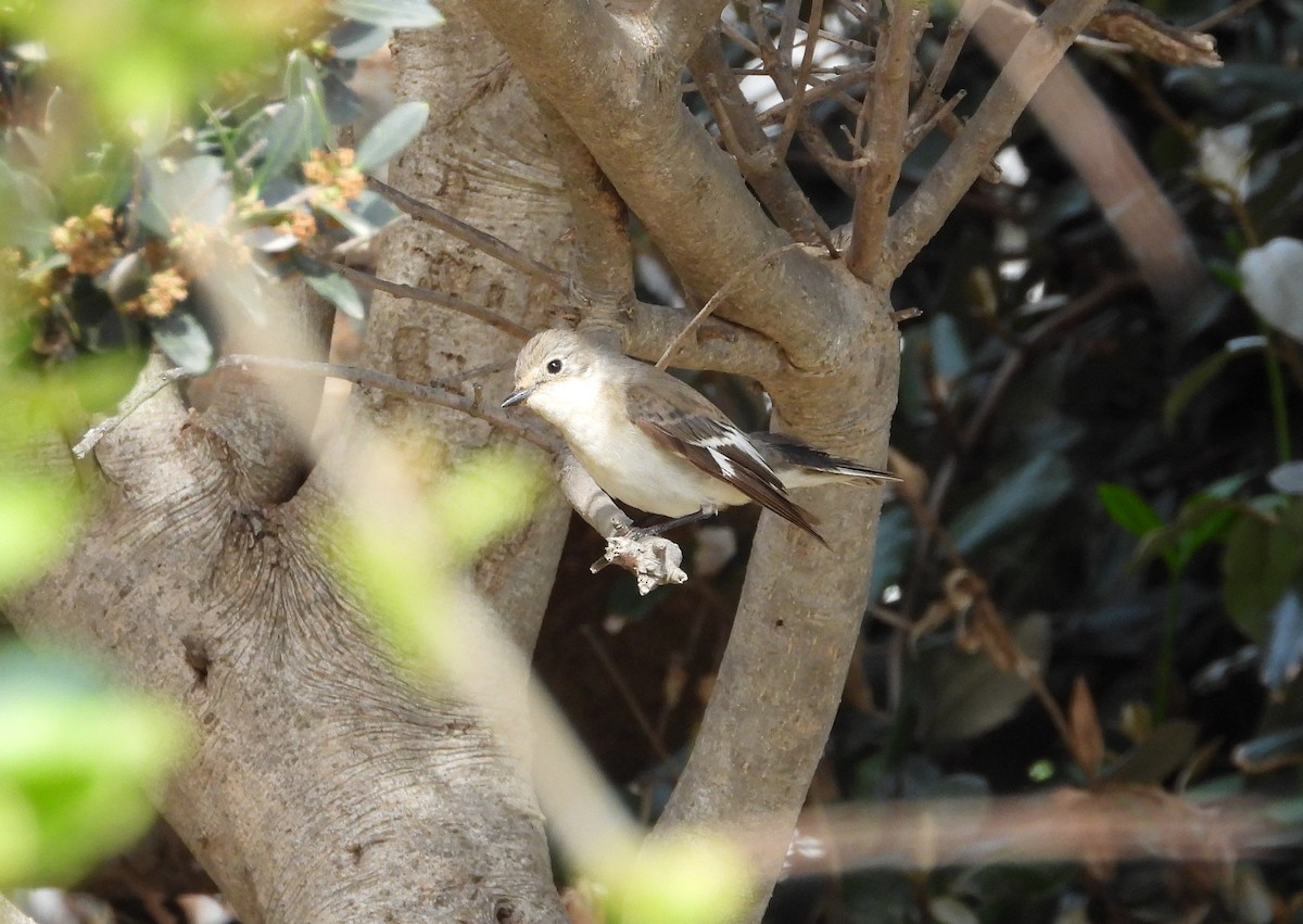 Collared Flycatcher - Francesco Barberini