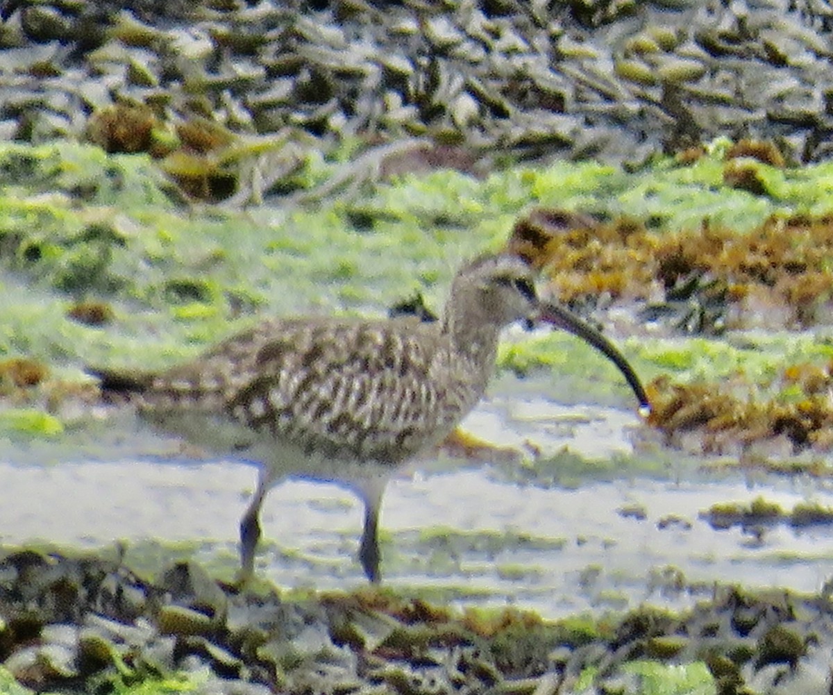 Whimbrel/Eurasian Curlew - ML618911410