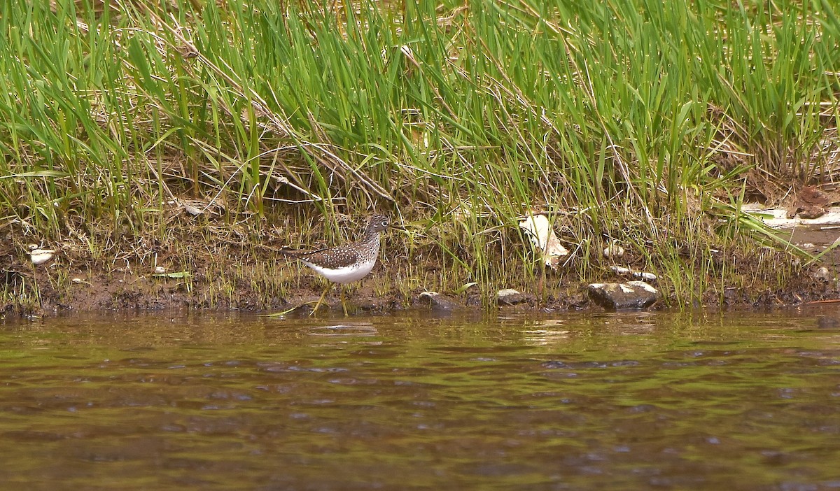 Solitary Sandpiper - ML618911416