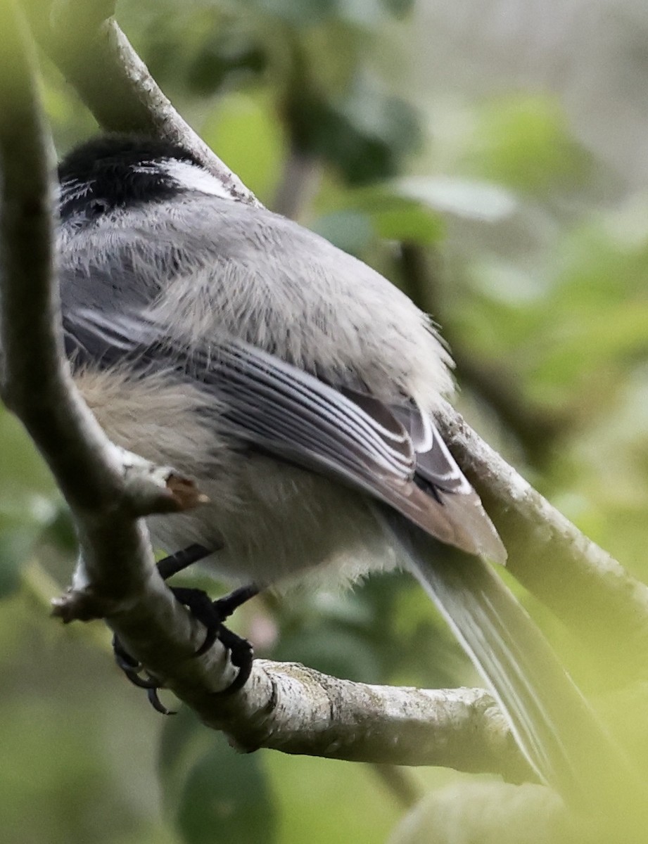 Black-capped Chickadee - Lisa Goodwin