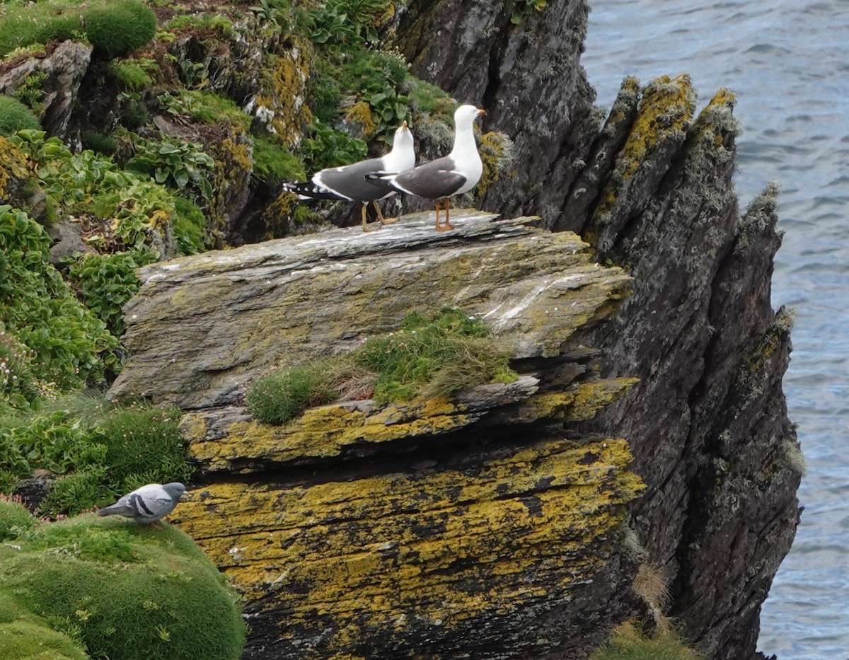 Great Black-backed Gull - ML618911452