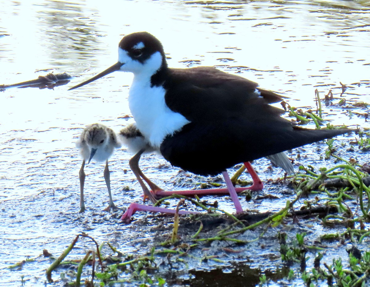 Black-necked Stilt - Linda  Fell