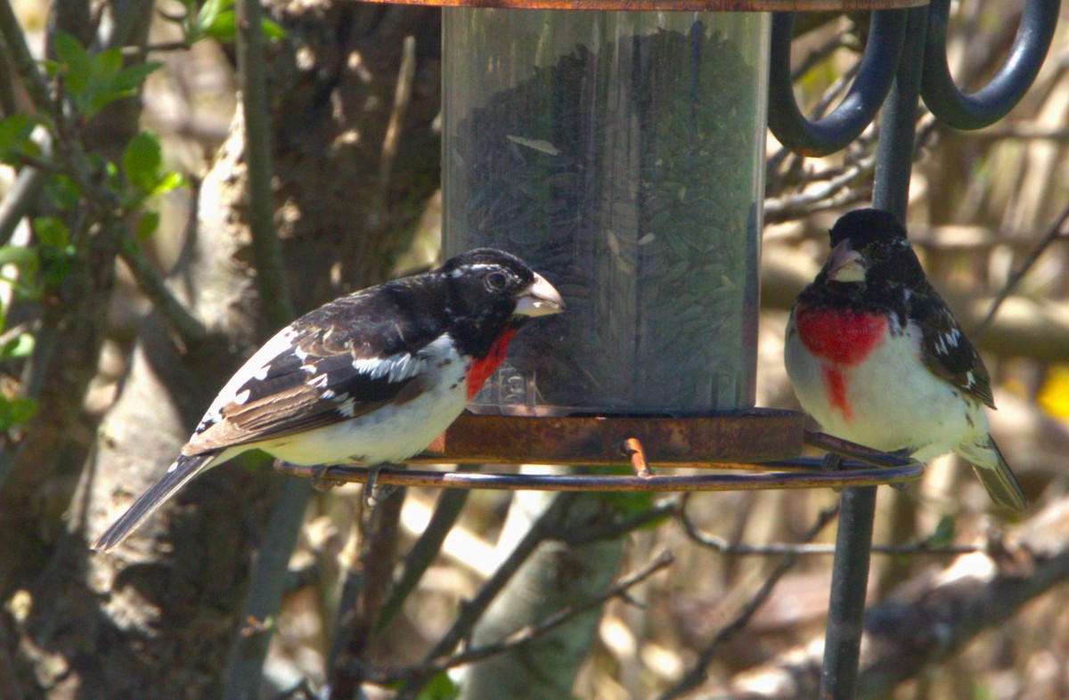 Rose-breasted Grosbeak - Richard Donaldson