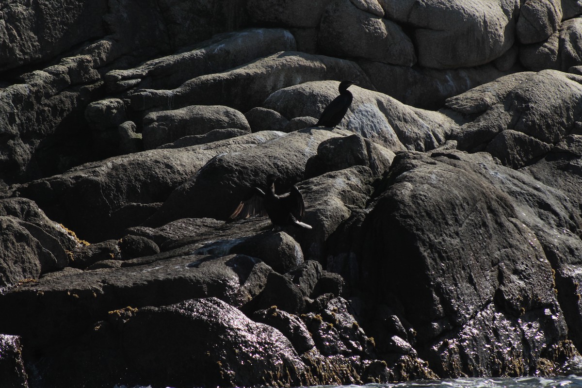 Neotropic Cormorant - ML618911457