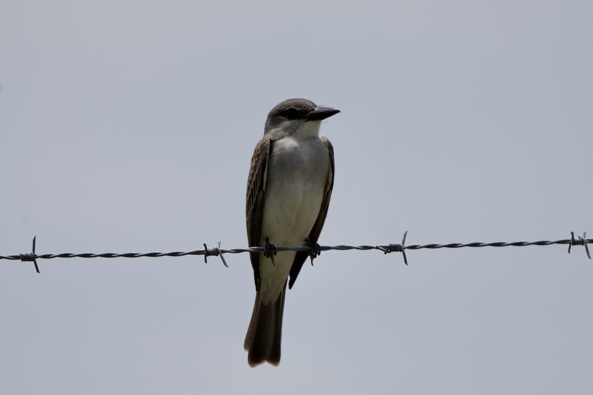 Gray Kingbird - ML618911474