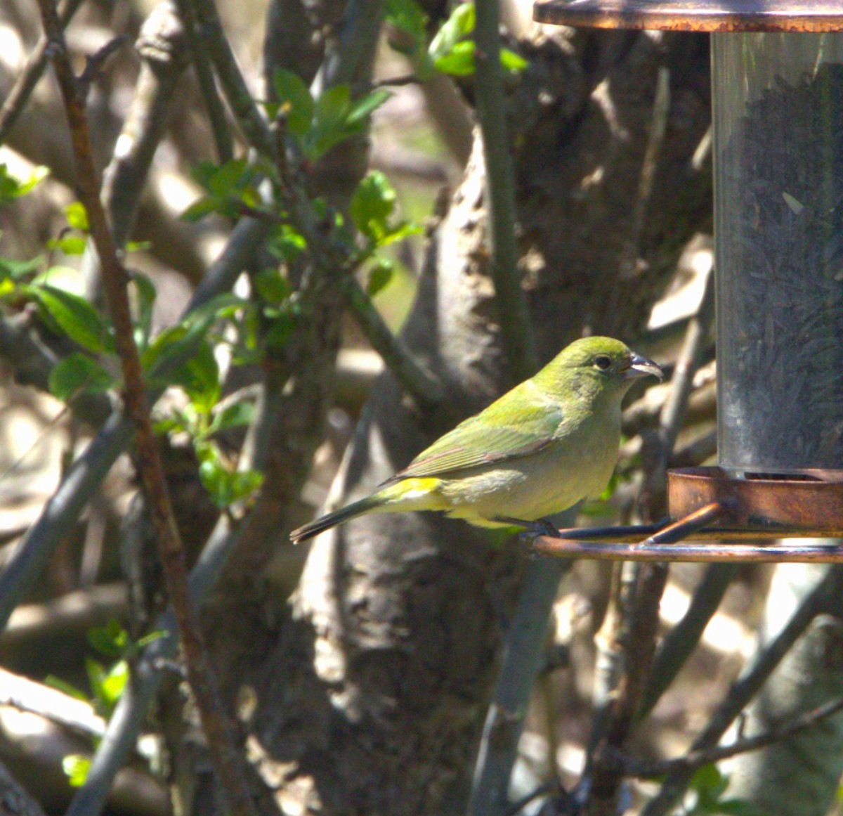 Painted Bunting - ML618911481