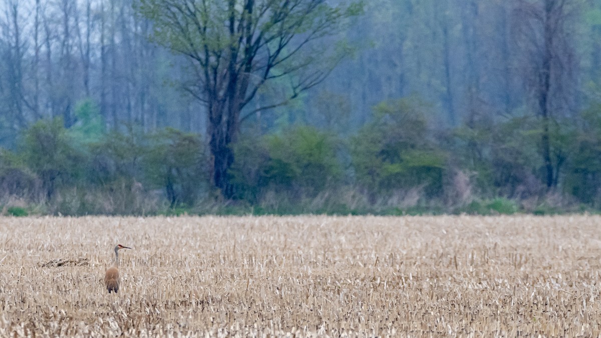 Sandhill Crane - Roy Chatburn