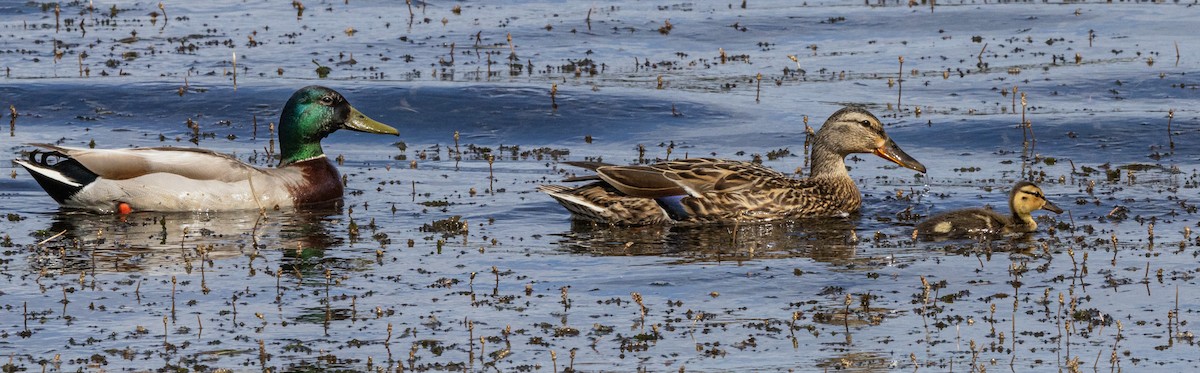 Mallard - ML618911490