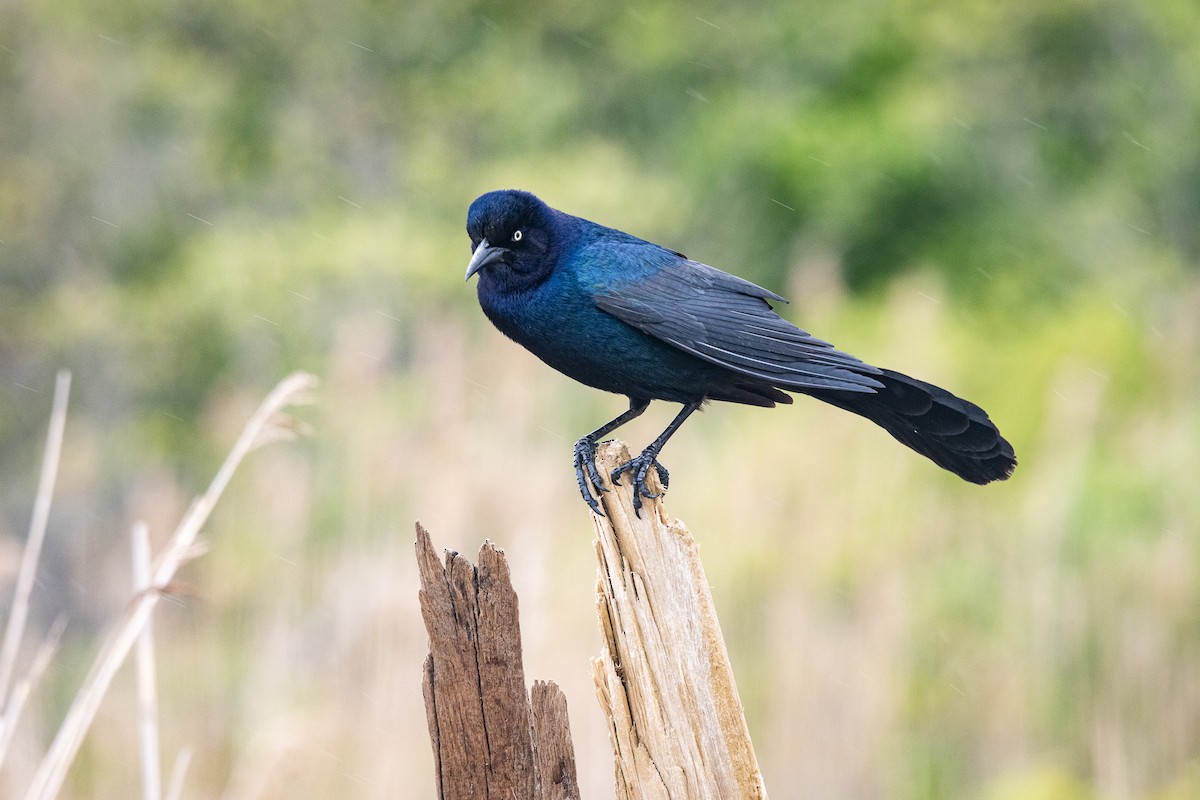 Boat-tailed Grackle - James Lukenda