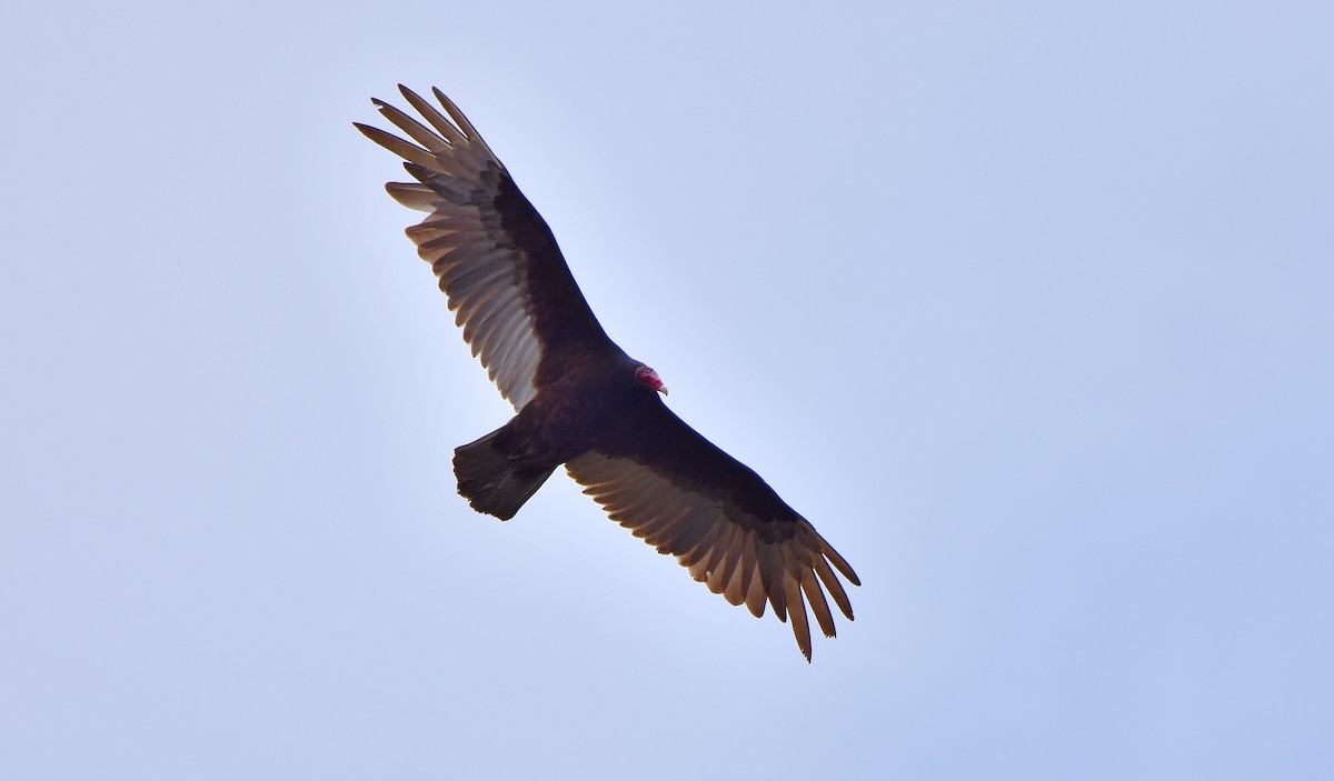 Turkey Vulture - ML618911496