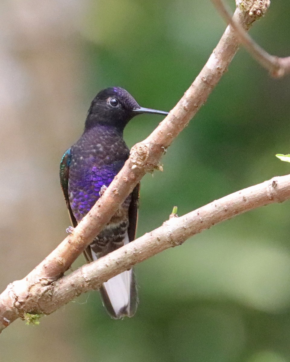 Velvet-purple Coronet - Dan Kempf