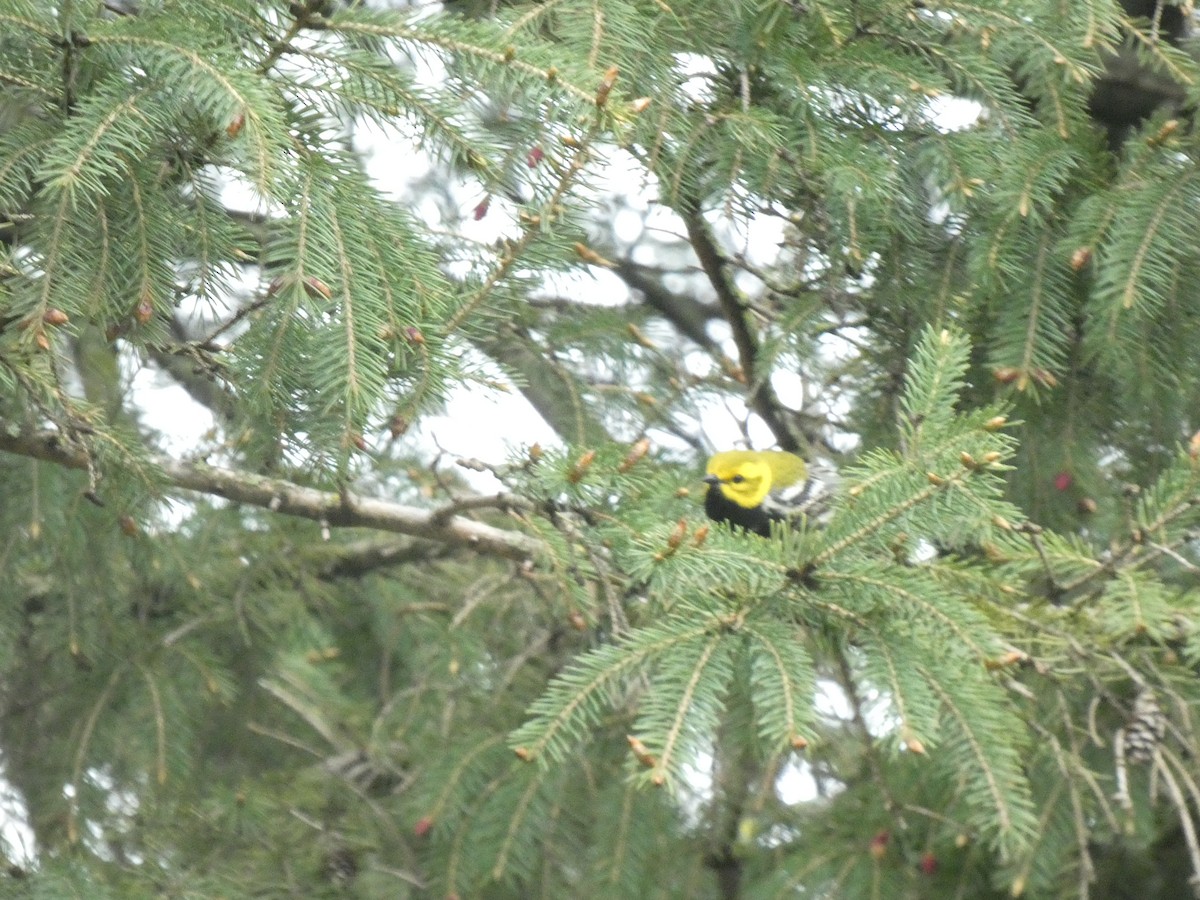 Black-throated Green Warbler - ML618911521