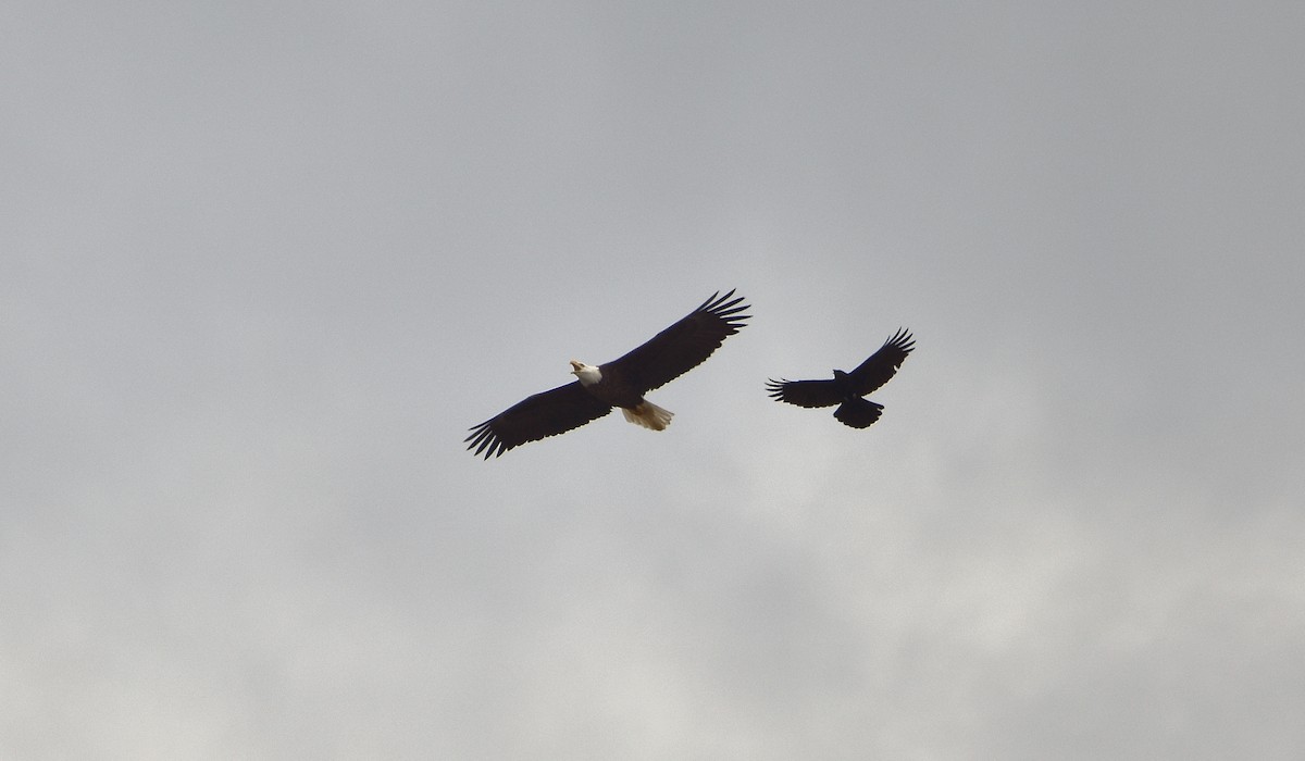 Bald Eagle - ML618911522