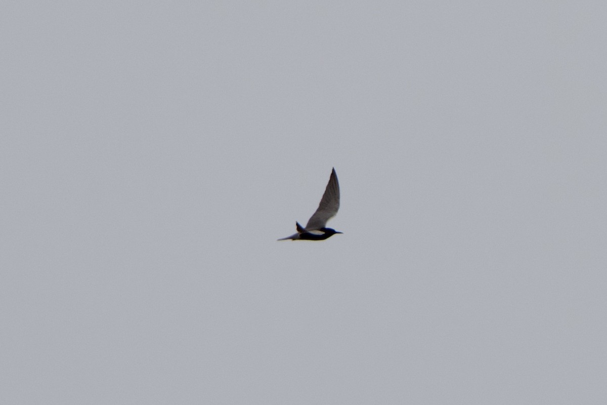 Black Tern - Jeff Graham