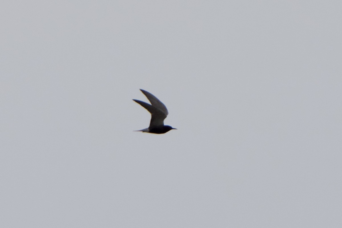 Black Tern - Jeff Graham