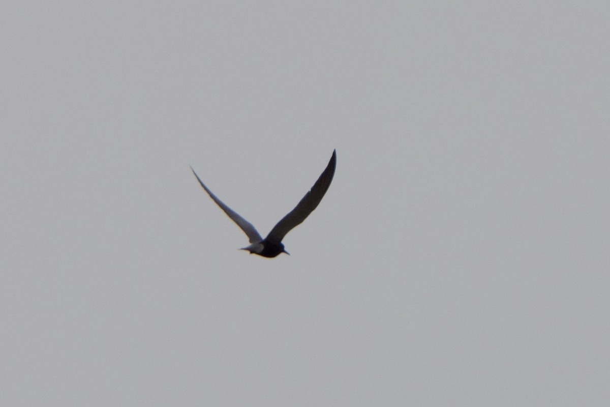 Black Tern - Jeff Graham