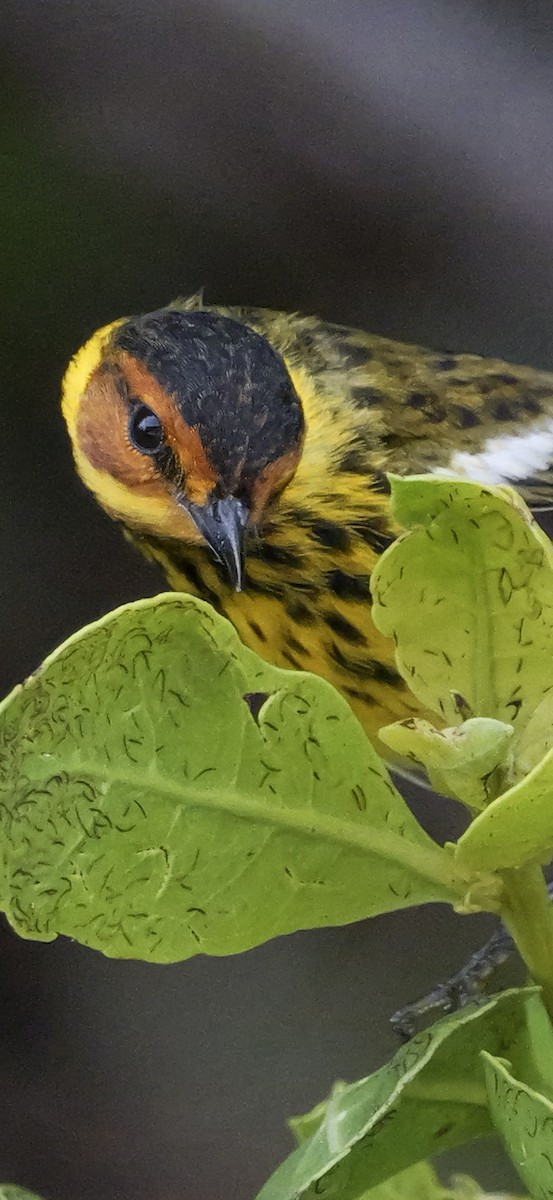 Cape May Warbler - ML618911533