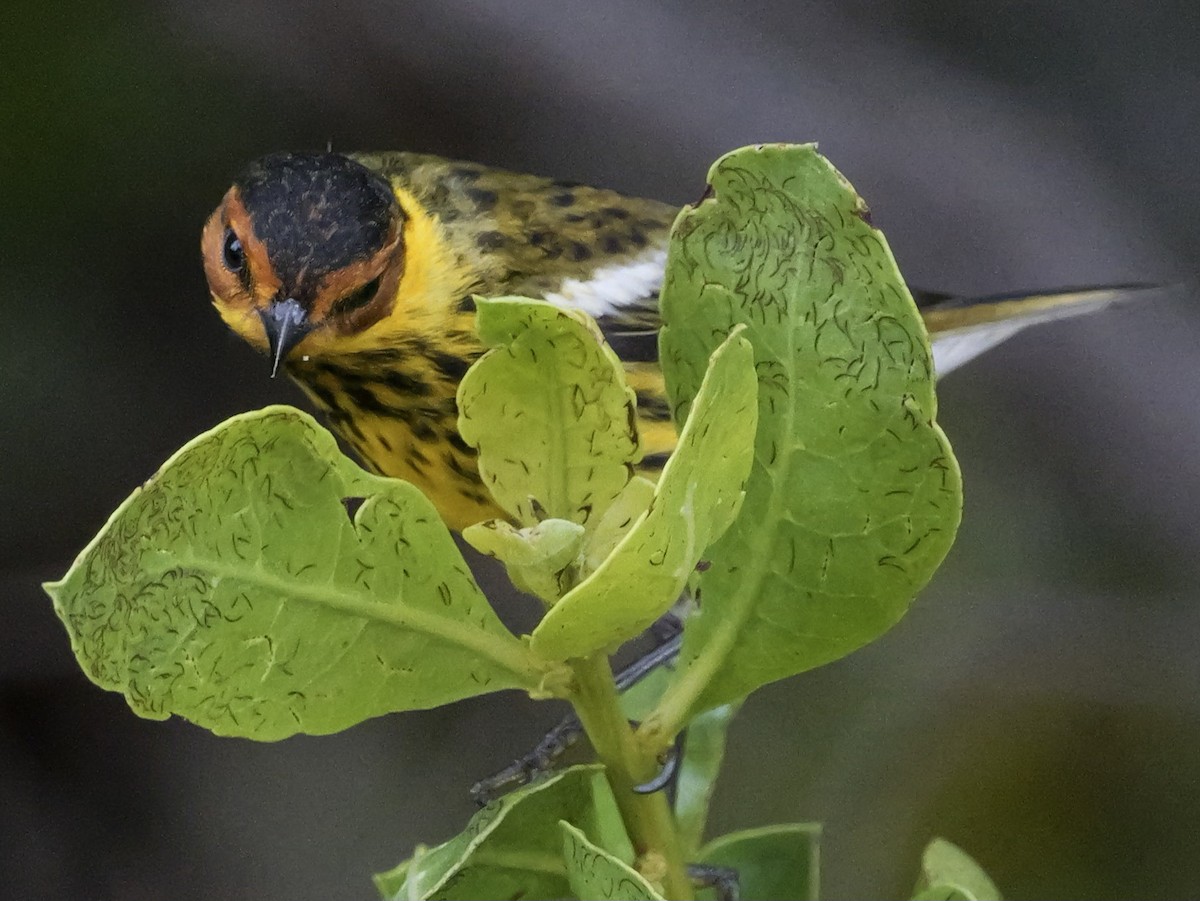 Cape May Warbler - ML618911535