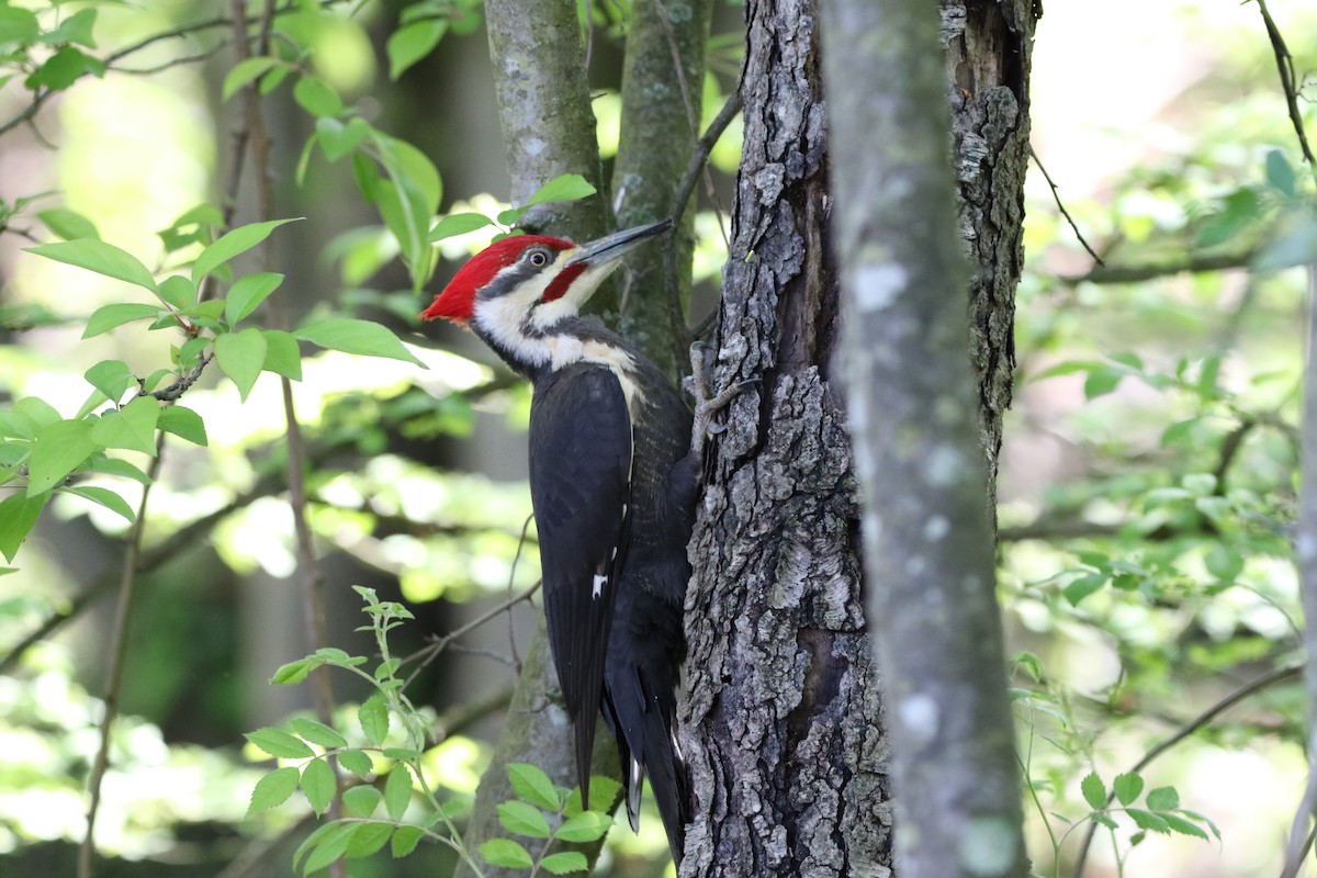 Pileated Woodpecker - ML618911542