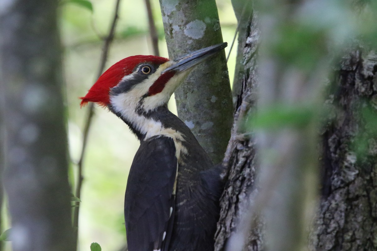 Pileated Woodpecker - ML618911547