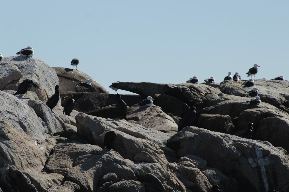 Neotropic Cormorant - ML618911550