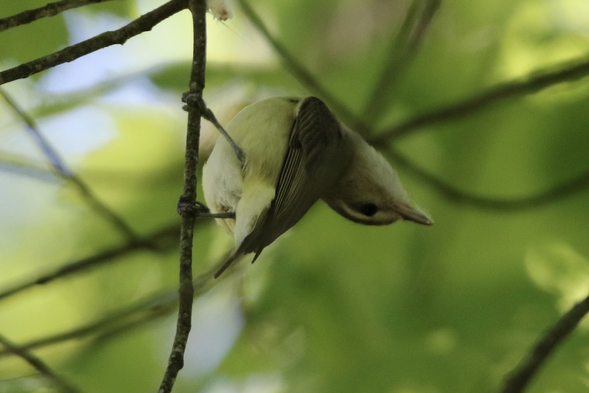 Red-eyed Vireo - ML618911563