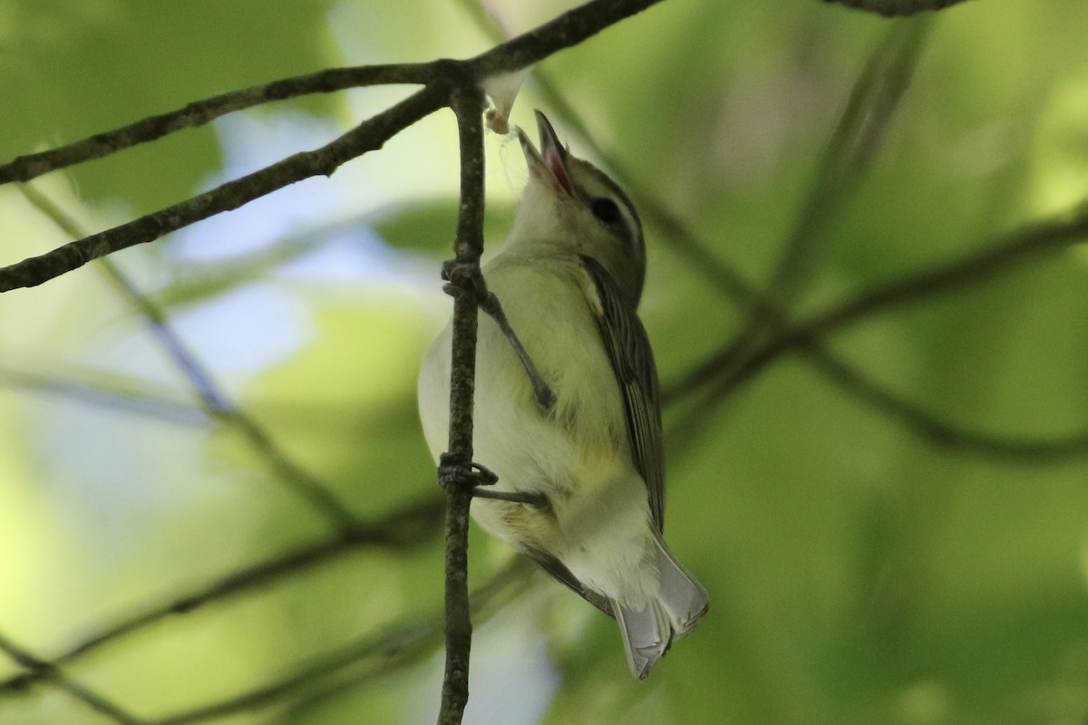 Vireo Ojirrojo - ML618911564