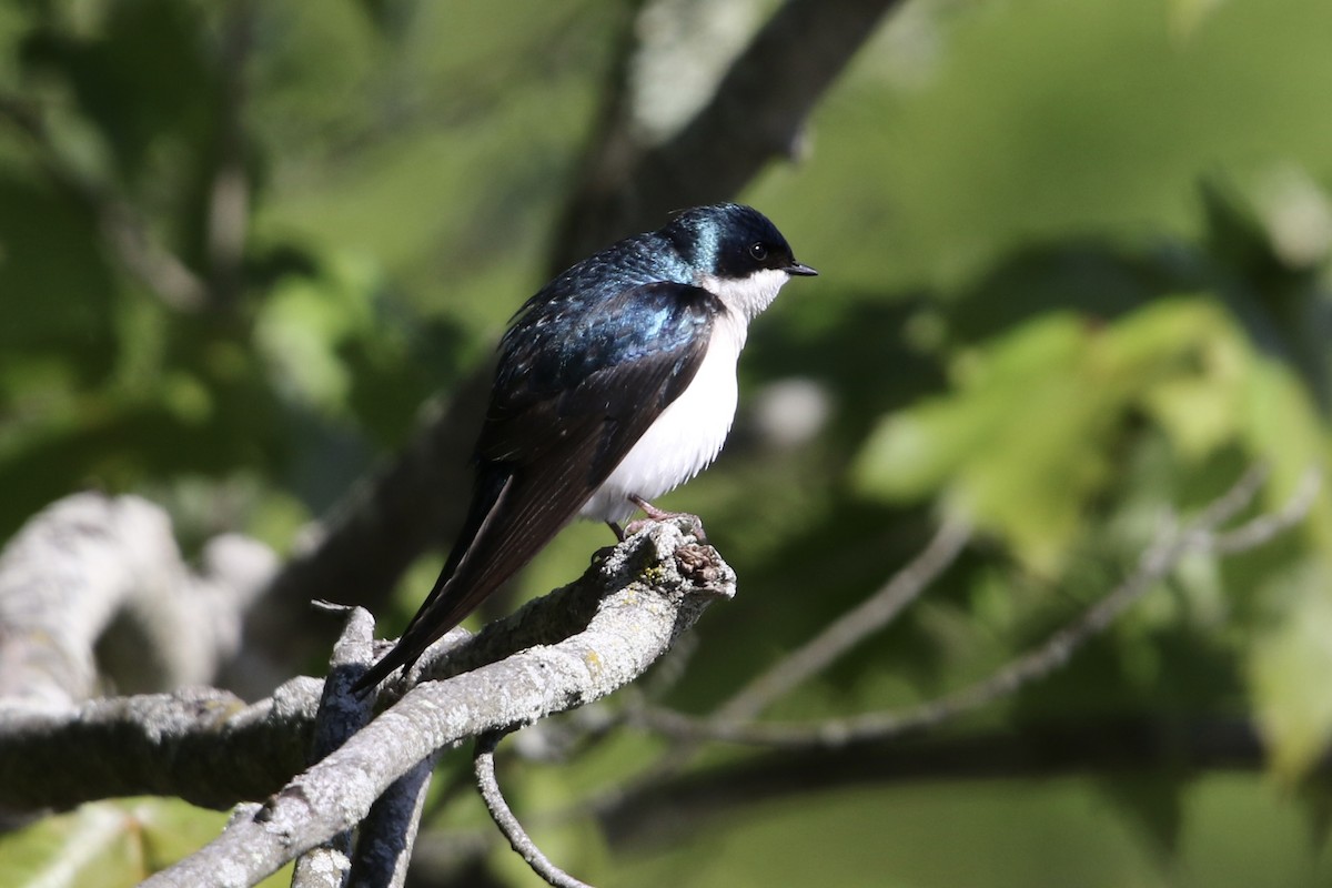 Tree Swallow - ML618911571