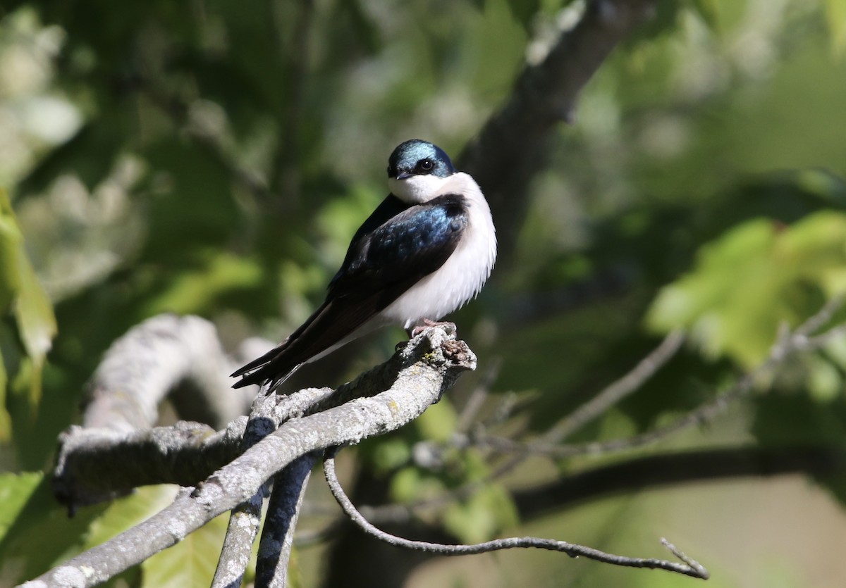 Tree Swallow - ML618911572