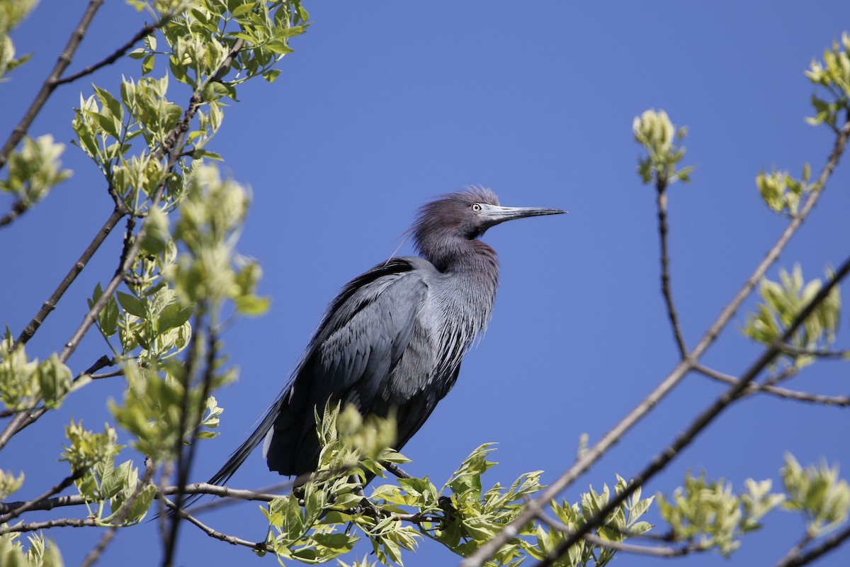 Little Blue Heron - ML618911587