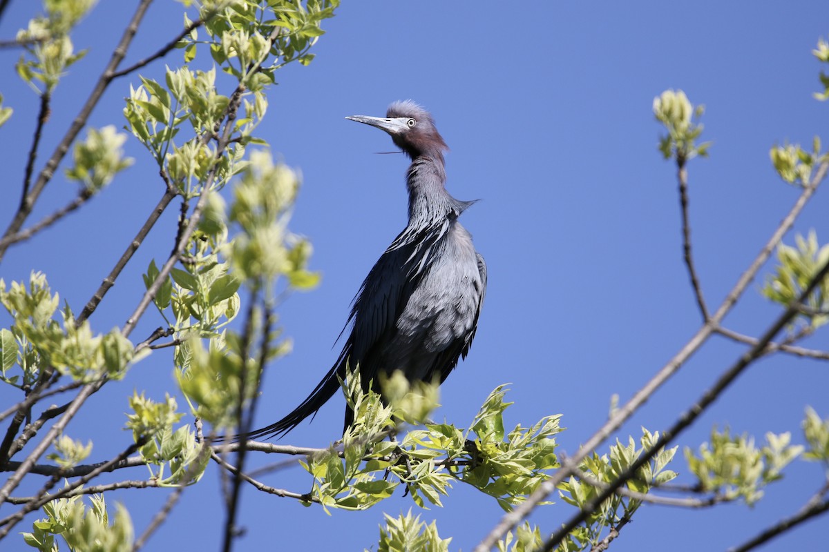 Little Blue Heron - Damian O’Sullivan