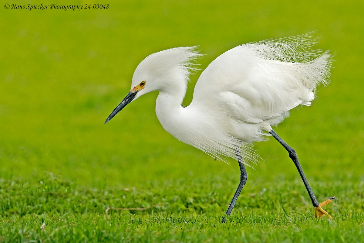 Snowy Egret - Hans Spiecker