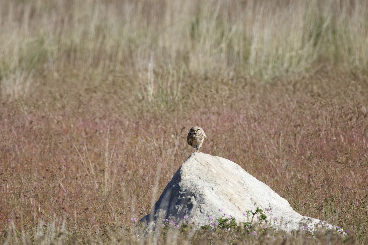 Burrowing Owl - A Branch