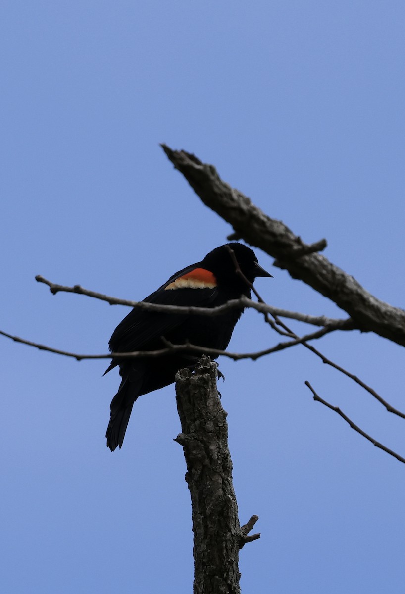 Red-winged Blackbird - Lisa Goodwin